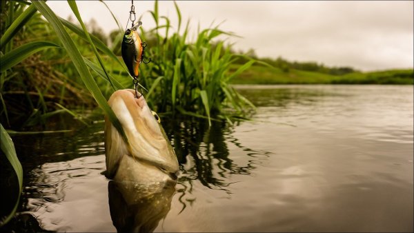 Обои рыбалка