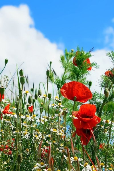 Клубника фон