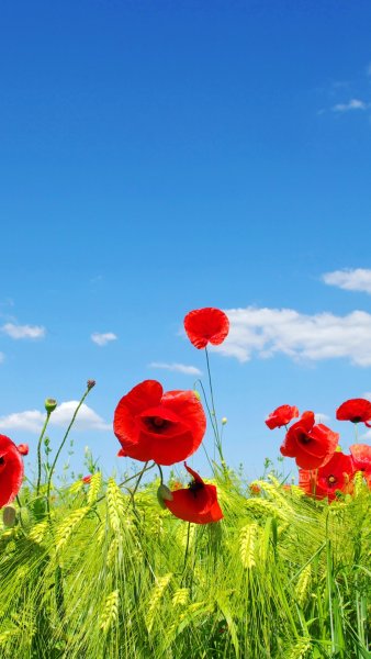 Времена года зима Весна лето осень