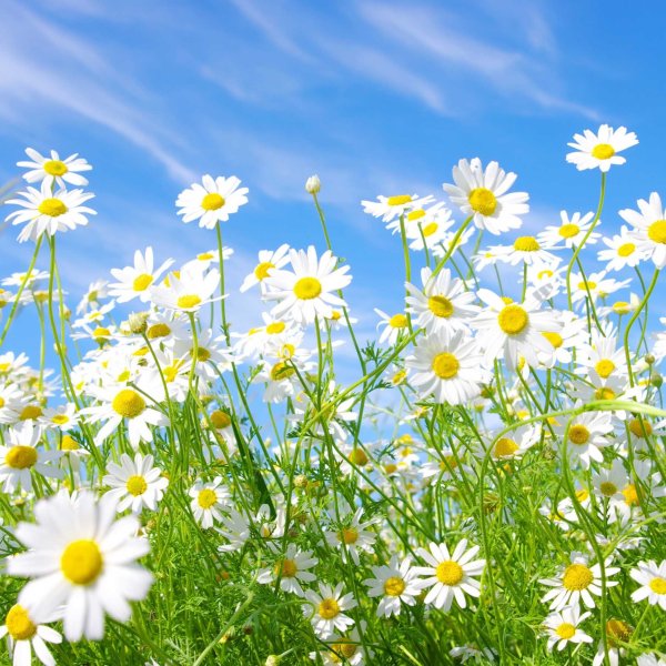 Фотообои телефон