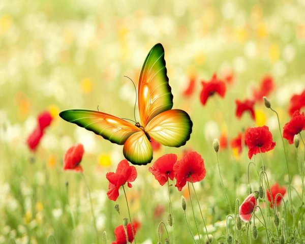 Летние цветы