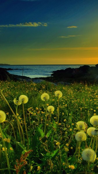 Природа лето клубника