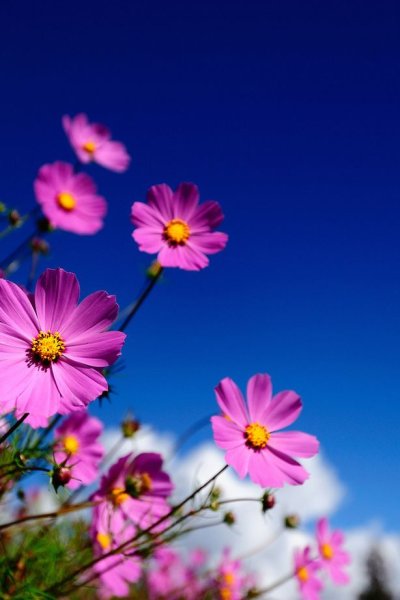 Природа пальмы