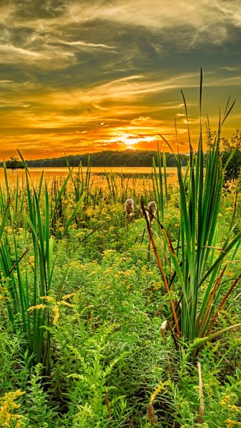 Красивый летний фон