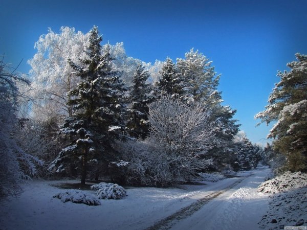 Пора года зима