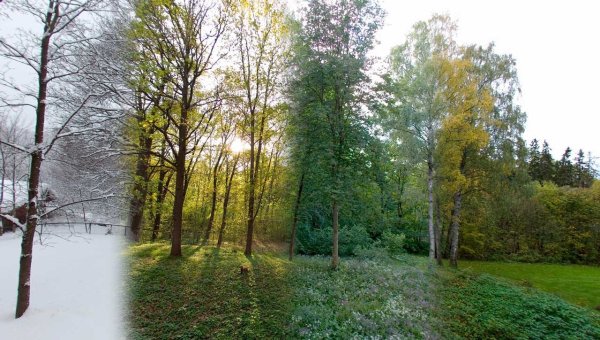 Лес в разные времена года