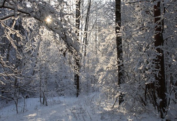 Смешанный и широколиственный лес зимой