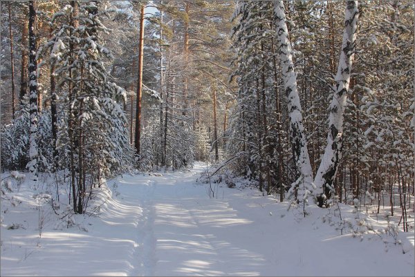 Зимний лес Россия
