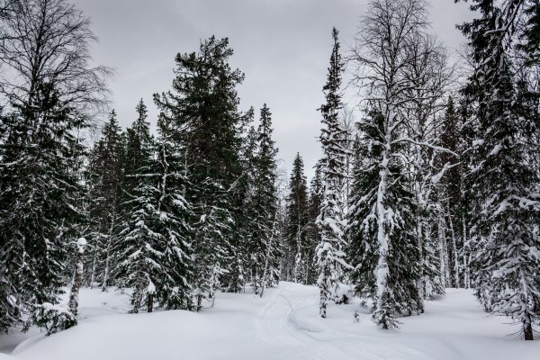 Климат тайги в России