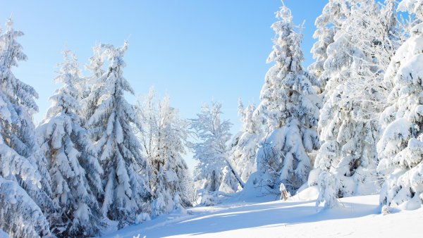 Зимняя Березовая роща