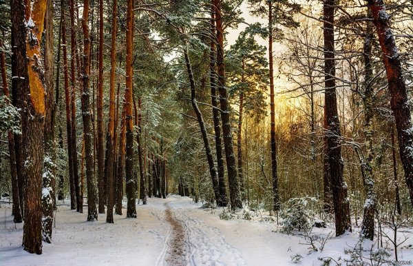 Снегопад в лесу