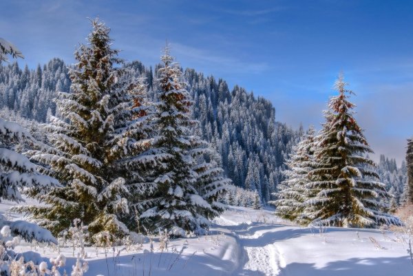 Бореальные хвойные леса (Тайга)