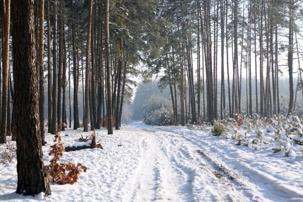 Лиственный лес зимой
