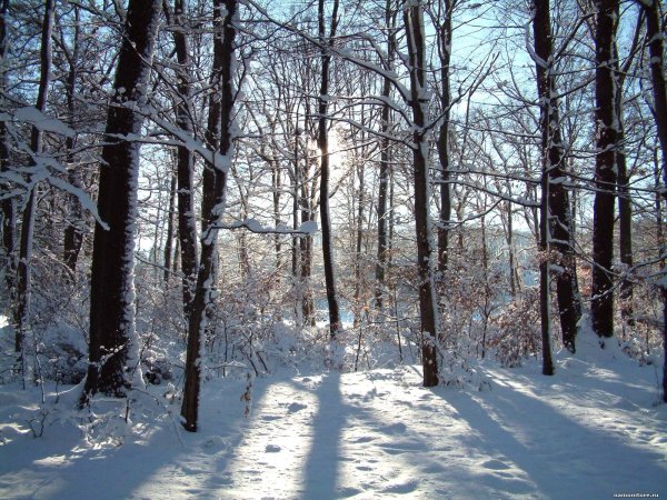 Уральские леса Екатеринбург