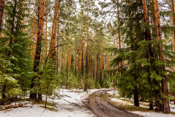 Эвенкия зима Тайга
