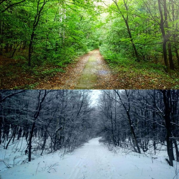 Зимний еловый лес