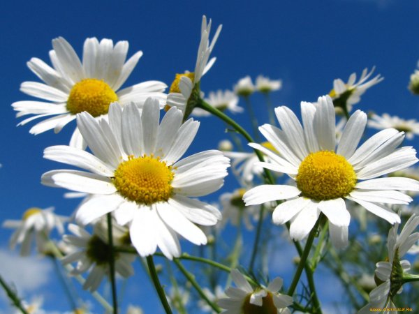 С добрым летним утром воскресенья