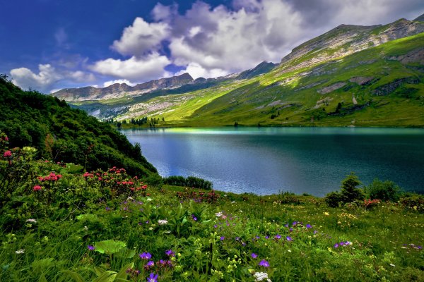 Альпийские Луга Швейцария Альпийские Луга Швейцария