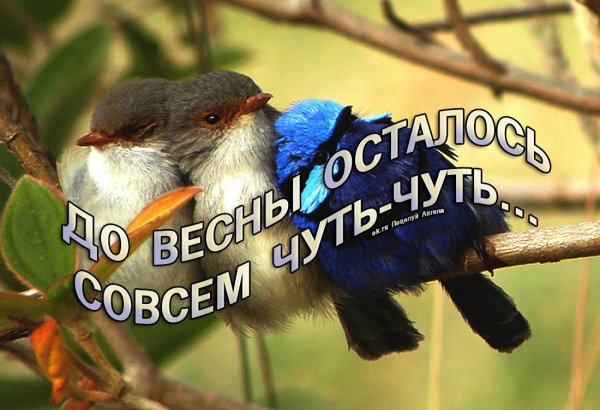 Открытки до лета осталось