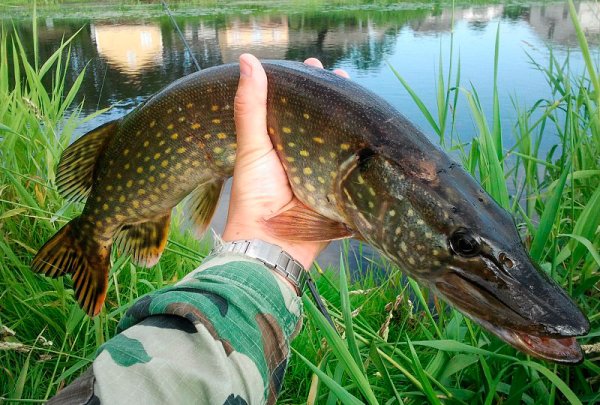 Рыбалка на щуку