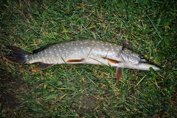 Щука на траве