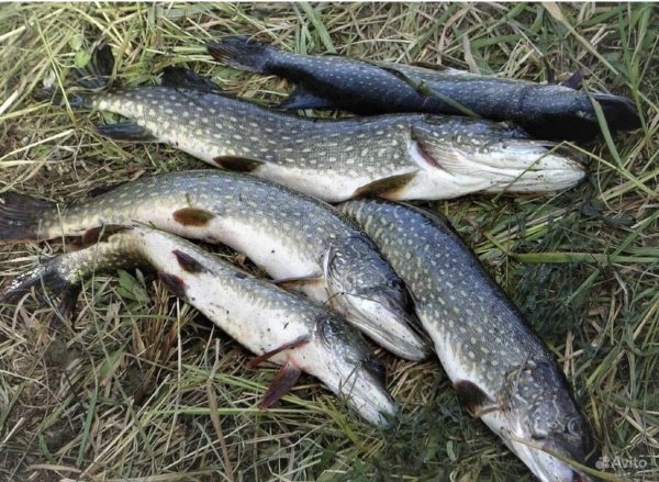 Большой улов щуки