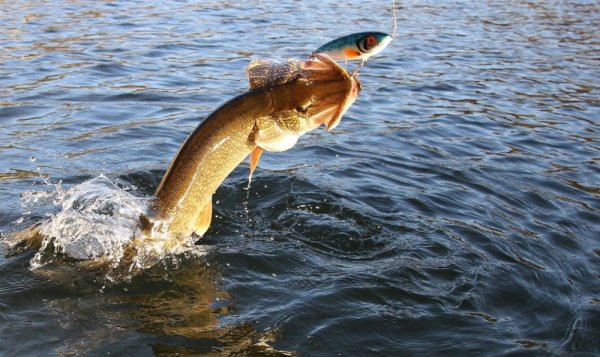 Щука в прыжке
