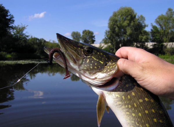 Большая щука на спиннинг