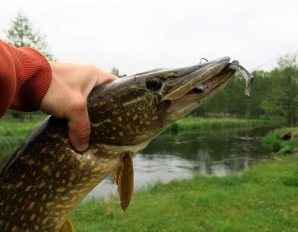 Поймал щуку