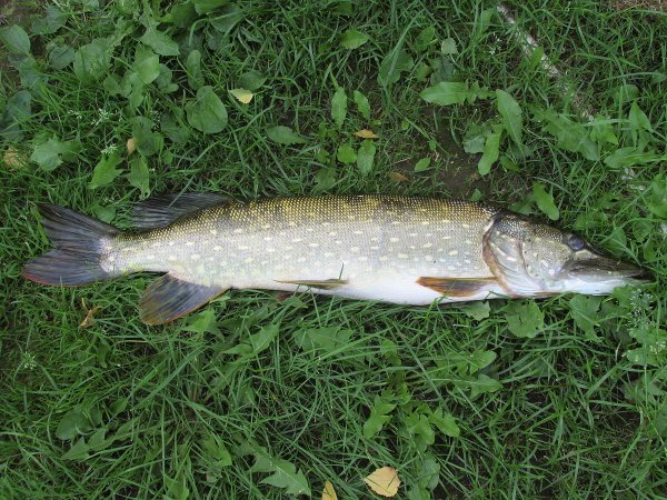 Травяная щука