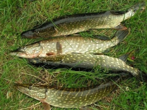 Щука на траве