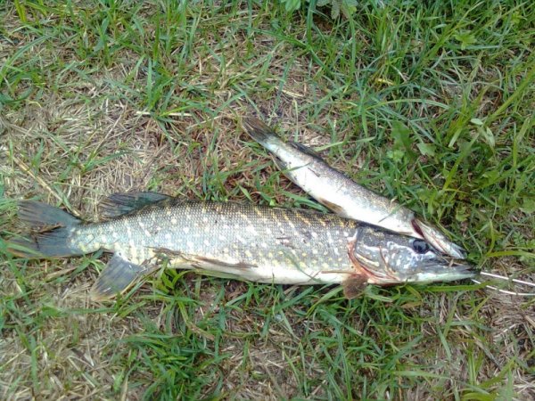 Щука травянка