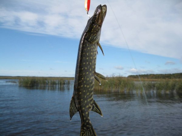 Щука на крючке