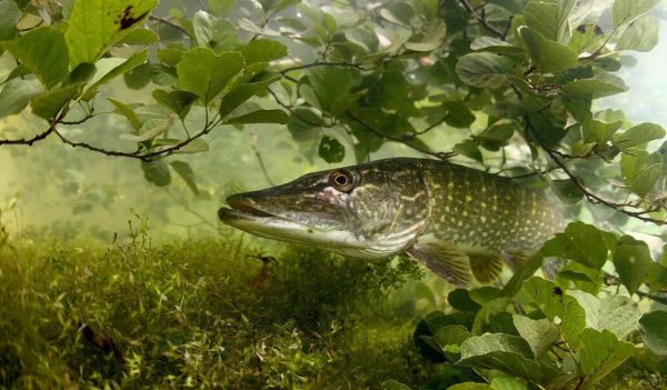 Речные рыбы щука