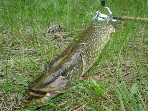 Щука на траве