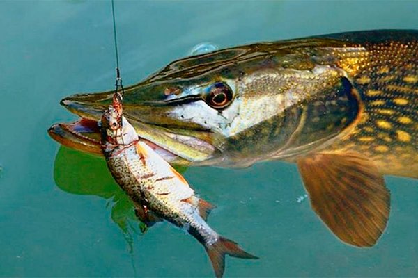 Ловля щуки на спиннинг