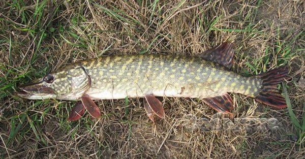 Щука на Дону