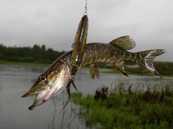 Ловля щуки на спиннинг