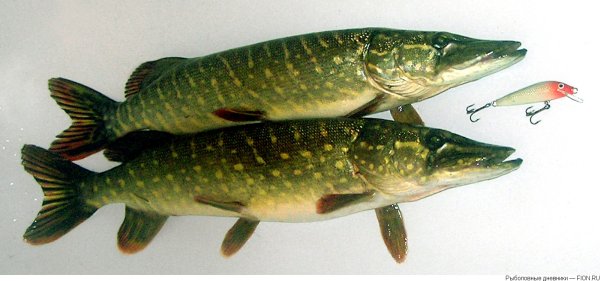 Зеленая щука