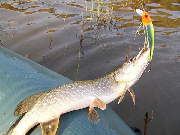 Прудовая щука