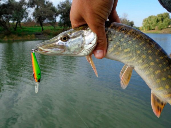 Ловля щуки на спиннинг