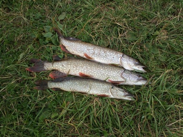 Рыбалка улов щука Судак