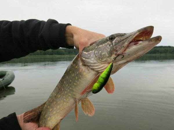 Рыбалка на щуку осенью на спиннинг