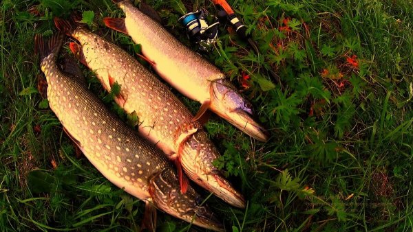 Рыбалка на щуку