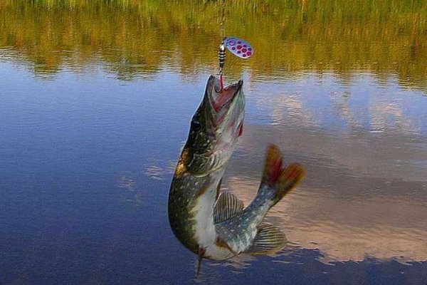 Поклевка щуки на спиннинг