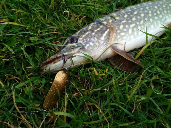 Красноперая щука