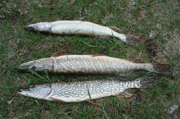 Щука на траве