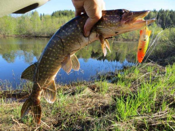 Щука Озерная