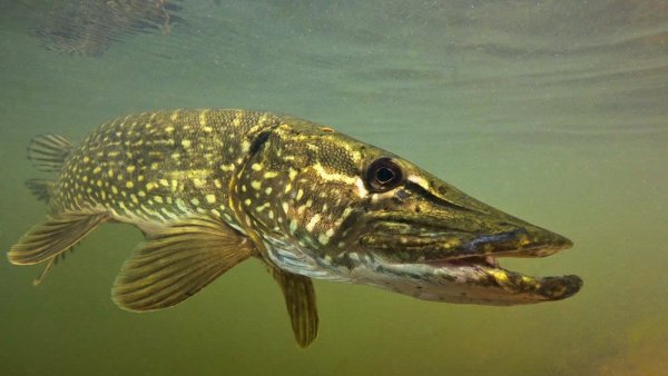 Свимбейт на щуку