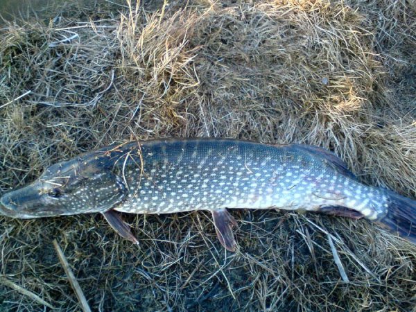 Щука в воде